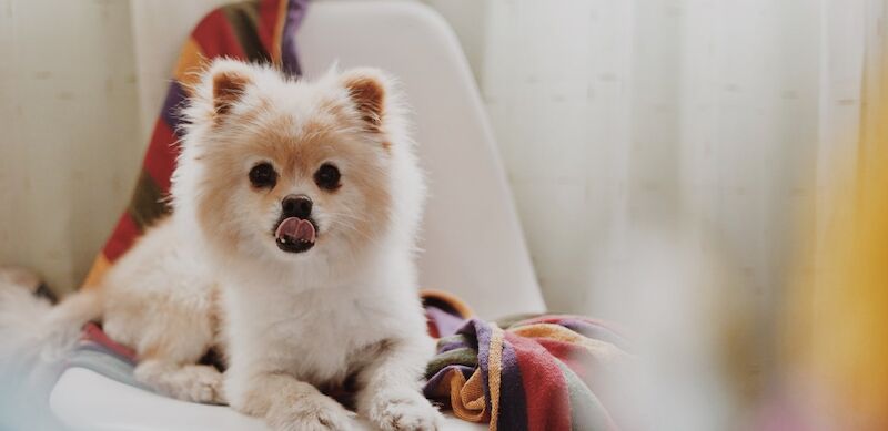 Pomeranian Breed Information