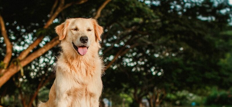 Golden Retriever Breed Information