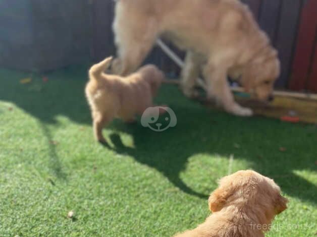 1 female pup left for sale in Glasgow, North Lanarkshire - Image 1