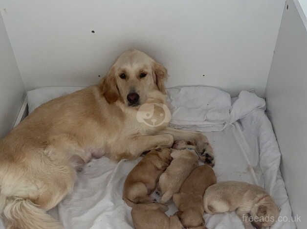 1 female pup left for sale in Glasgow, North Lanarkshire - Image 2