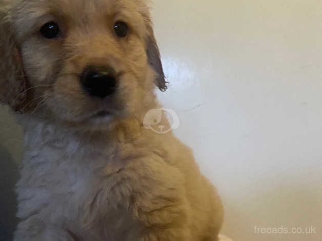 1 female pup left for sale in Glasgow, North Lanarkshire - Image 5