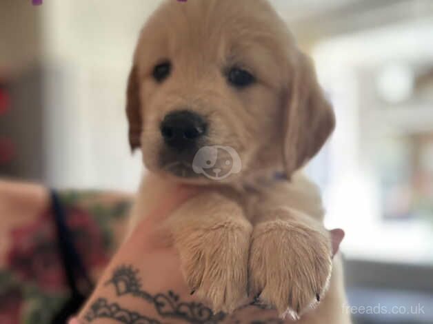 1 Golden Retriever girl left for sale in Manchester, Greater Manchester - Image 1