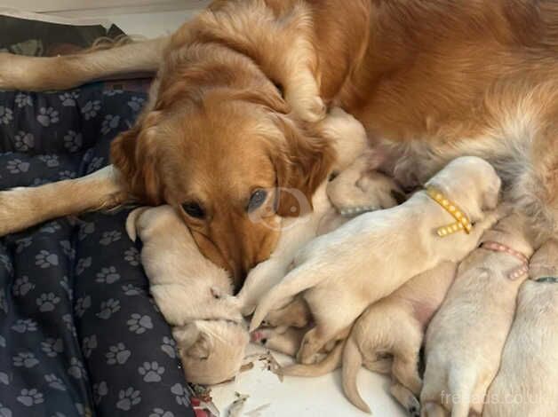 1 Golden Retriever girl left for sale in Manchester, Greater Manchester - Image 2