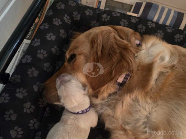 1 Golden Retriever girl left for sale in Manchester, Greater Manchester - Image 4