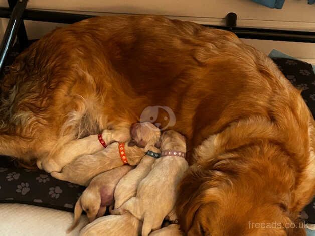 1 Golden Retriever girl left for sale in Manchester, Greater Manchester - Image 5