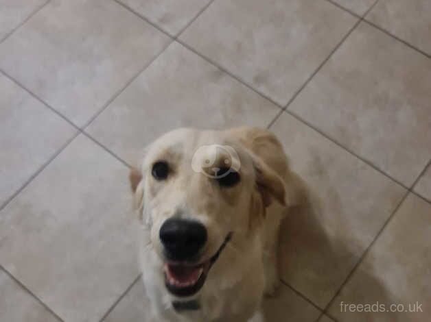 Golden Retrievers for sale in Dungannon