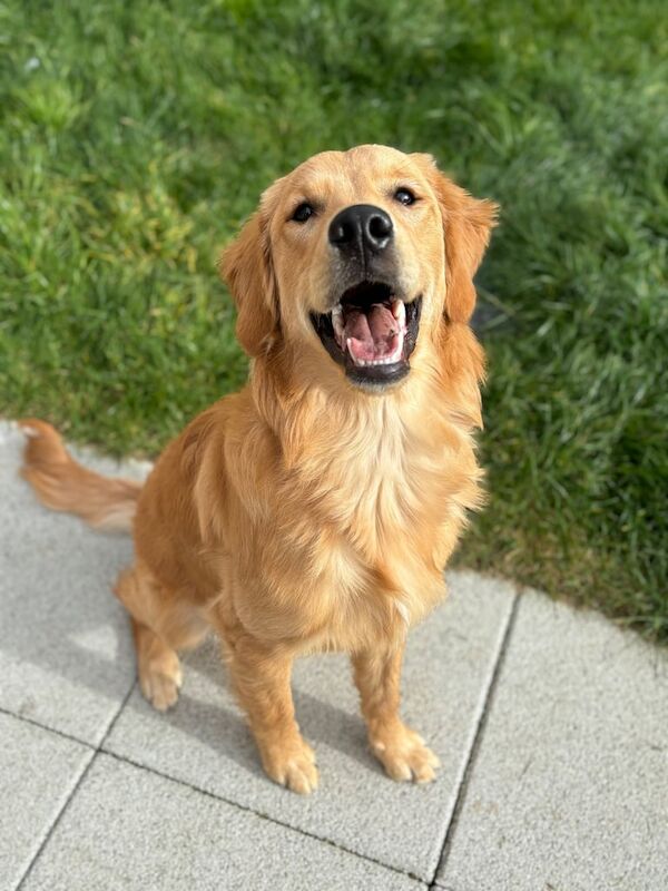 1 year old golden retriever puppy for sale in Portadown, County Armagh