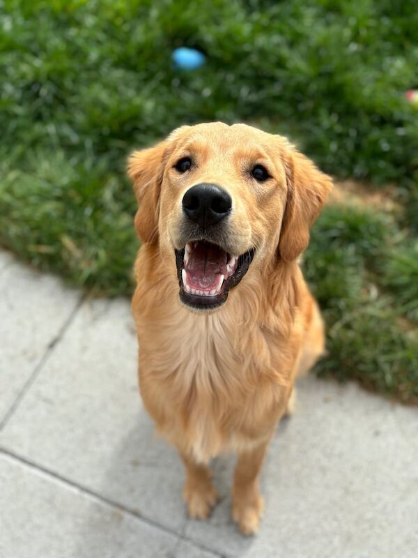 1 year old golden retriever puppy for sale in Portadown, County Armagh - Image 2