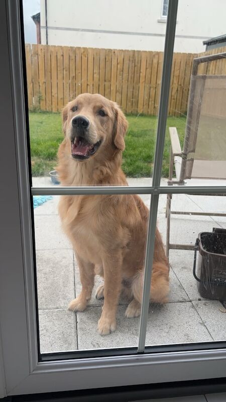 1 year old golden retriever puppy for sale in Portadown, County Armagh - Image 3