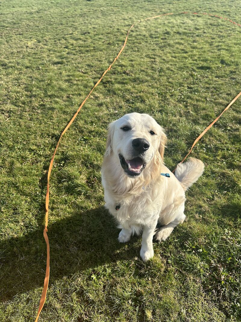 1 year 7 months neuted golden retriever for sale in London - Image 1