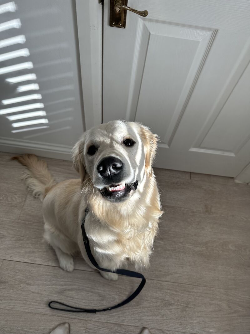 1 year 7 months neuted golden retriever for sale in London - Image 4