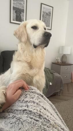 11 Month Male Golden Retriever for sale in Willtion, Somerset - Image 1