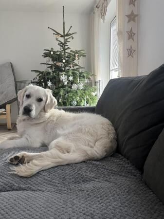 11 Month Male Golden Retriever for sale in Willtion, Somerset - Image 3