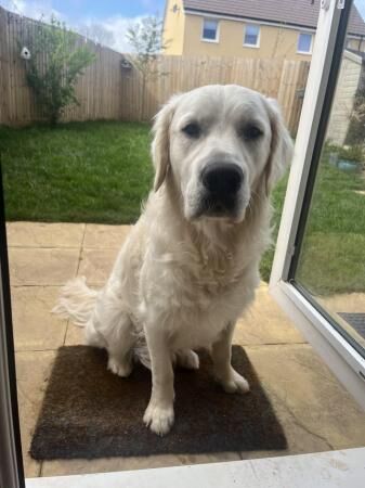 11 Month Male Golden Retriever for sale in Willtion, Somerset - Image 4