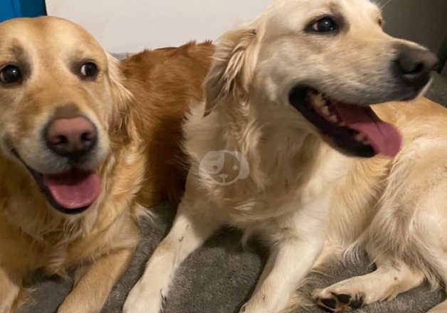 2 Golden Retriever Female's for sale in Leicester, Leicestershire