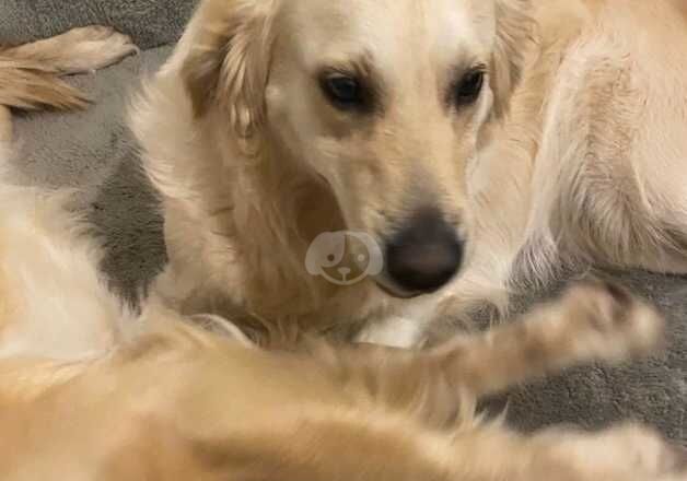 2 Golden Retriever Female's for sale in Leicester, Leicestershire - Image 2