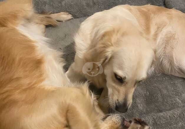 Golden Retriever Puppies for sale in Leicestershire