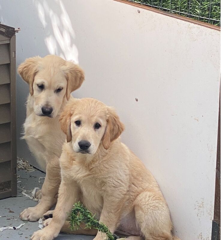 2 KC reg golden retrievers for sale in Haywards Heath, West Sussex - Image 4