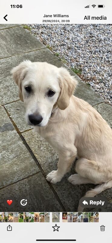 2 KC reg golden retrievers for sale in Haywards Heath, West Sussex - Image 6