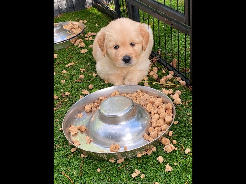 2 KC reg golden retrievers for sale in Haywards Heath, West Sussex - Image 7