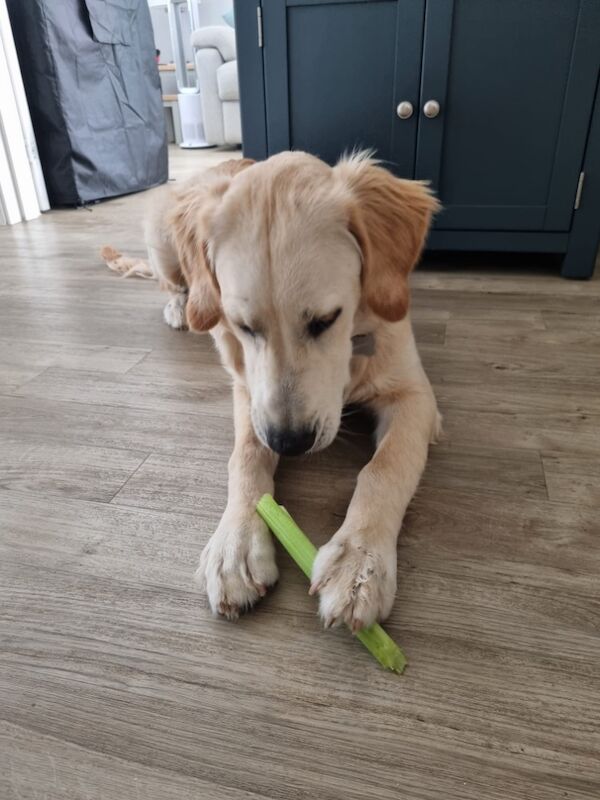 2 KC reg golden retrievers for sale in Haywards Heath, West Sussex - Image 8