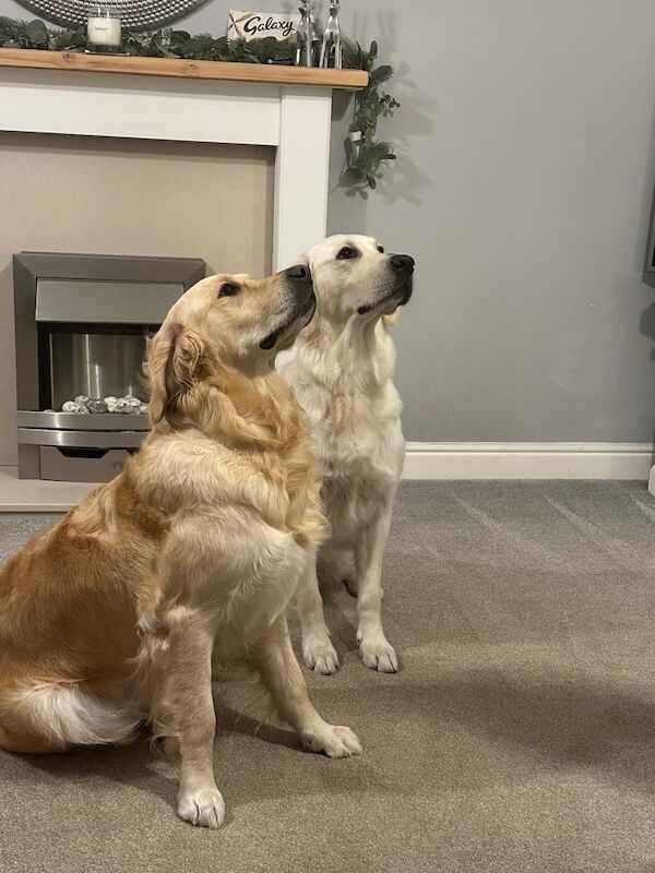 2 x Golden Retrievers for sale in Taverham, Norfolk - Image 1