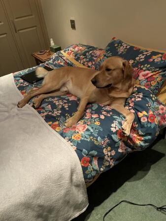 2 year old golden retriever called Bailey looking for 5 star for sale in Church Stretton, Shropshire