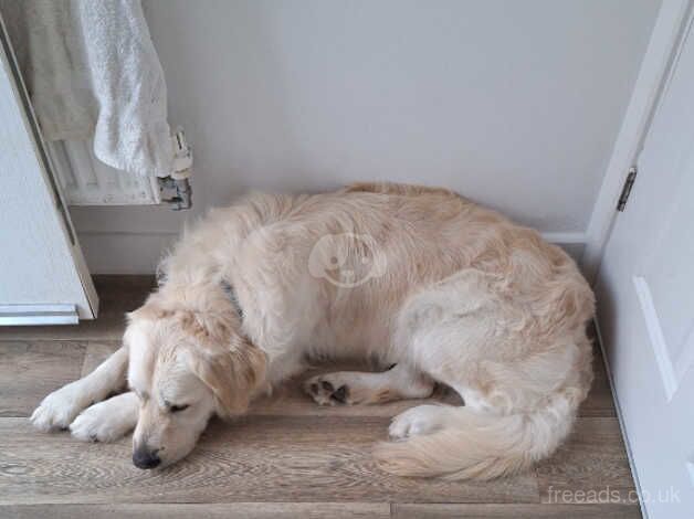 2 year old male retriever for sale in Waterlooville, Hampshire