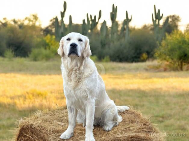 2yr old golden retriever female for sale in Grantham, Lincolnshire - Image 1