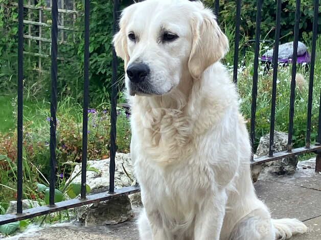 2yr old golden retriever female for sale in Grantham, Lincolnshire - Image 2