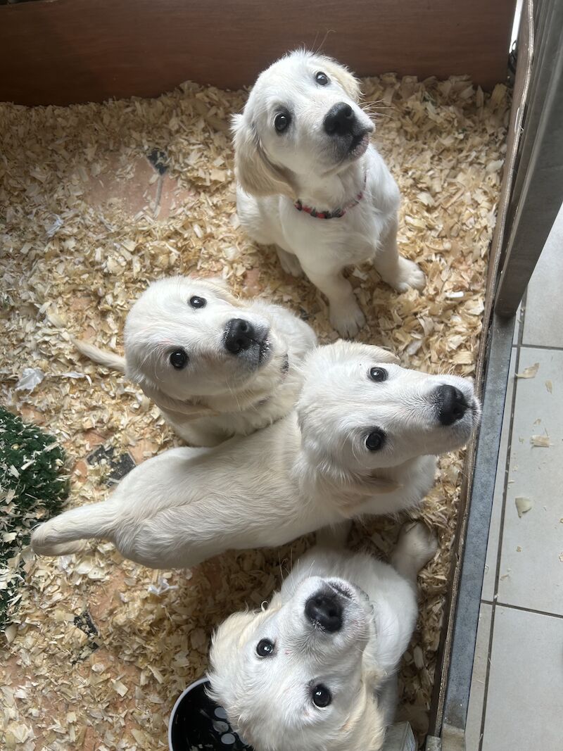 3 cream kc registered golden retriever puppies for sale in Wigan, Greater Manchester