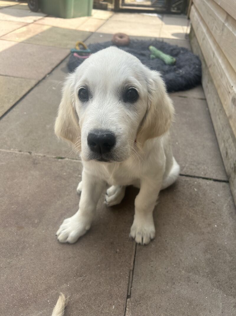 3 cream kc registered golden retriever puppies for sale in Wigan, Greater Manchester - Image 2