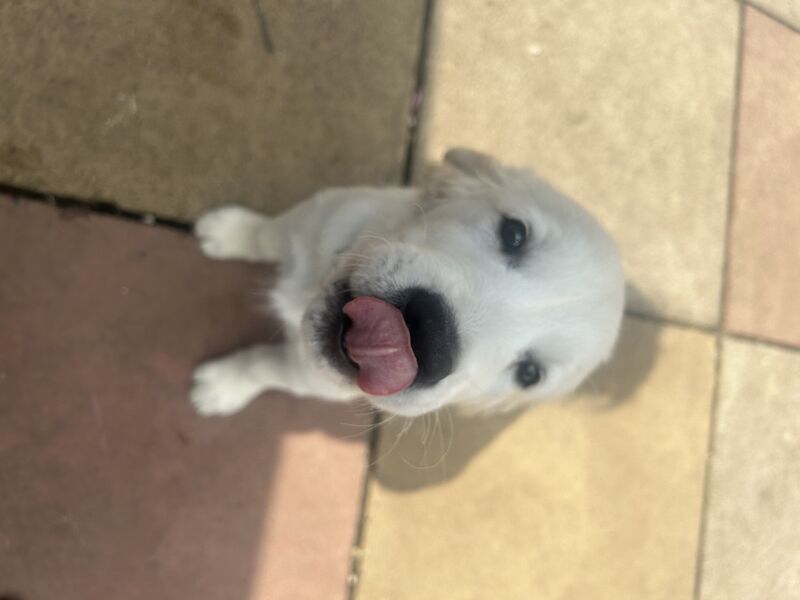3 cream kc registered golden retriever puppies for sale in Wigan, Greater Manchester - Image 3