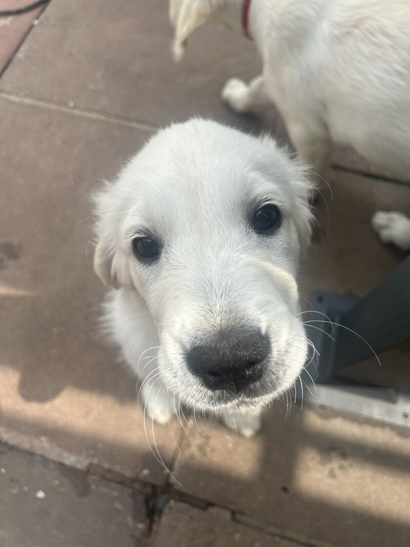 Golden Retriever Puppies for sale