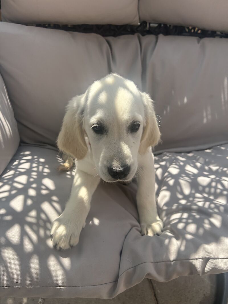 3 cream kc registered golden retriever puppies for sale in Wigan, Greater Manchester - Image 6