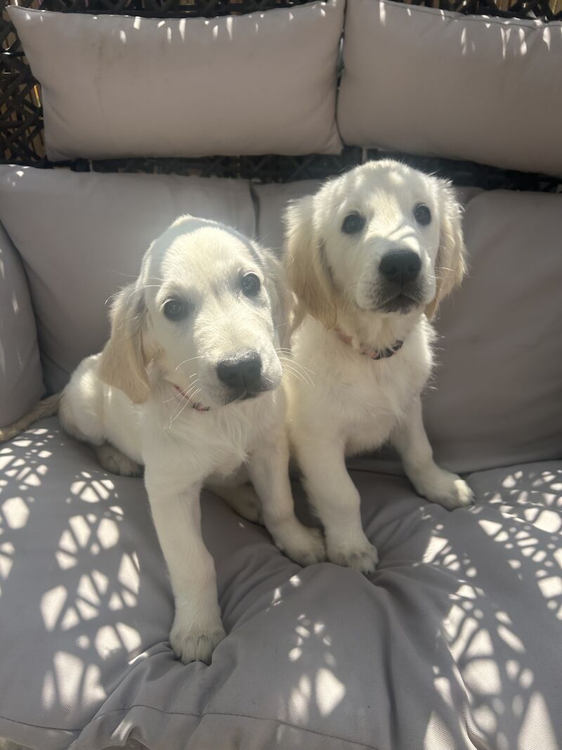 3 cream kc registered golden retriever puppies for sale in Wigan, Greater Manchester - Image 8