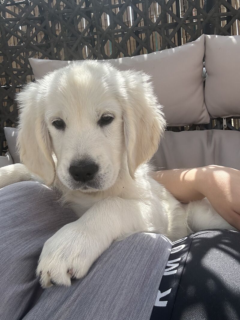 3 cream kc registered golden retriever puppies for sale in Wigan, Greater Manchester - Image 9