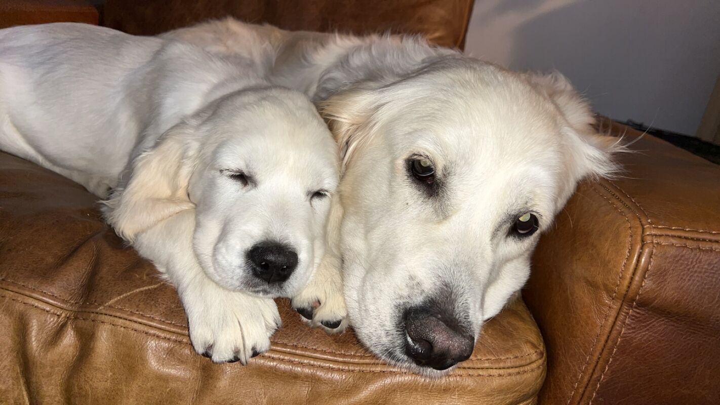 3 cream kc registered golden retriever puppies for sale in Wigan, Greater Manchester - Image 10