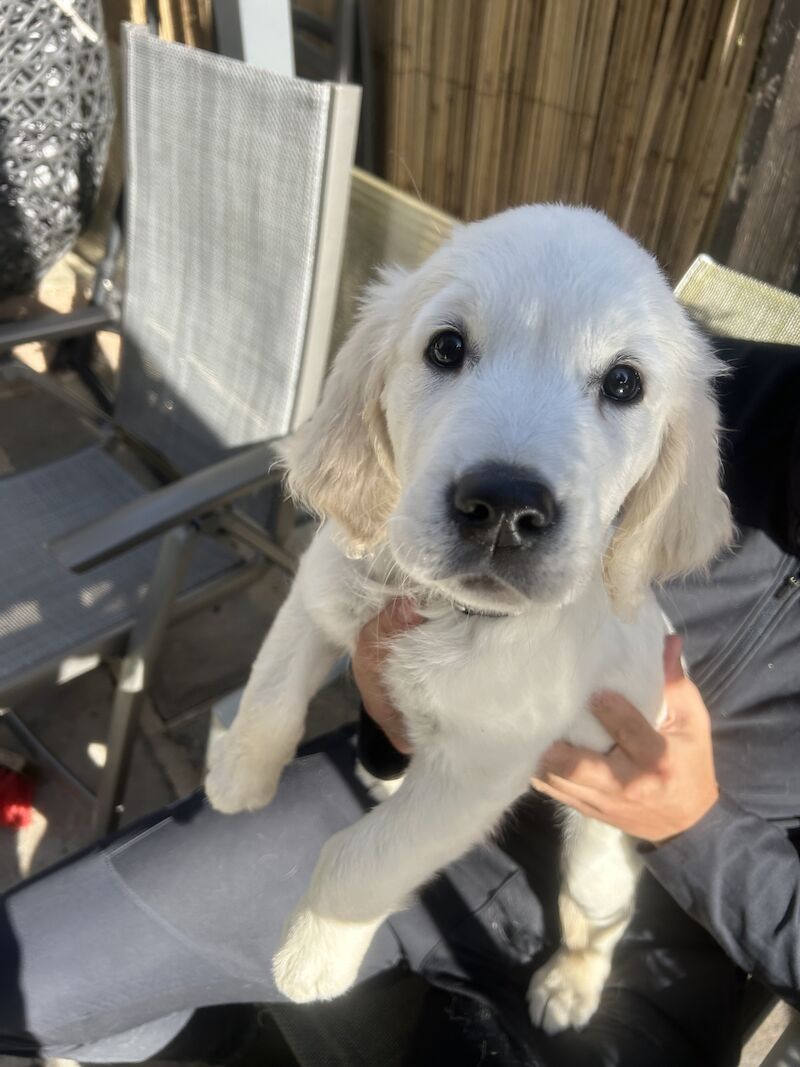 3 cream kc registered golden retriever puppies for sale in Wigan, Greater Manchester - Image 11