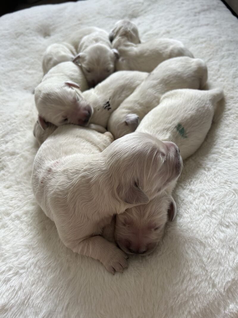 3 cream kc registered golden retriever puppies for sale in Wigan, Greater Manchester - Image 14