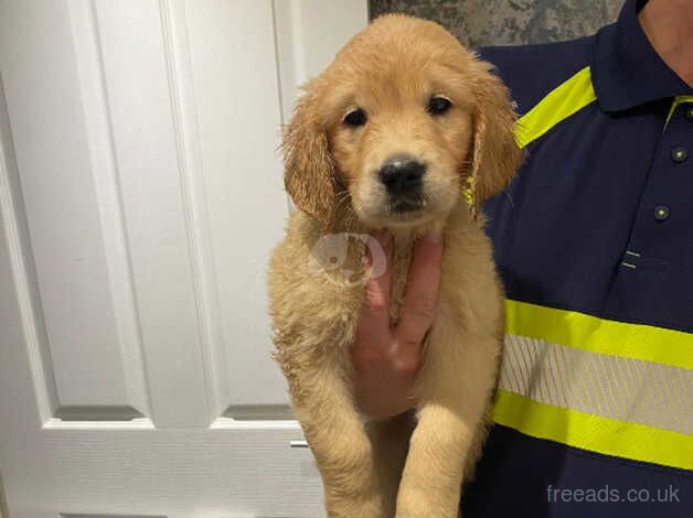 3 female goldies * READY TO LEAVE * for sale in Rochdale, Greater Manchester