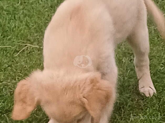 3 Golden Retriever Puppies for sale in Stranraer, Dumfries and Galloway