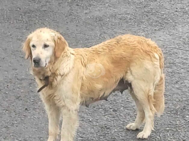 3 Golden Retriever Puppies for sale in Stranraer, Dumfries and Galloway - Image 2