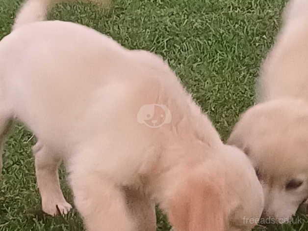 3 Golden Retriever Puppies for sale in Stranraer, Dumfries and Galloway - Image 3