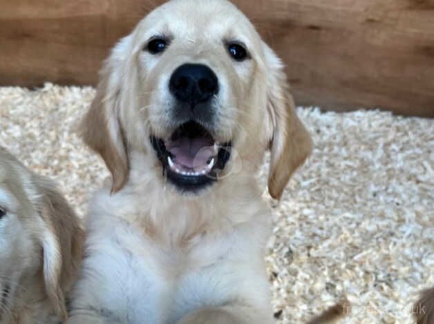 3 Golden Retriever Puppies for sale in Stranraer, Dumfries and Galloway - Image 4