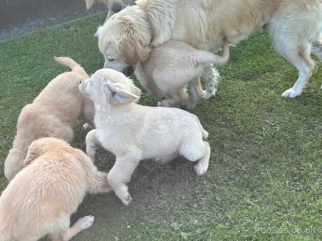 3 Golden Retriever Puppies for sale in Stranraer, Dumfries and Galloway - Image 5