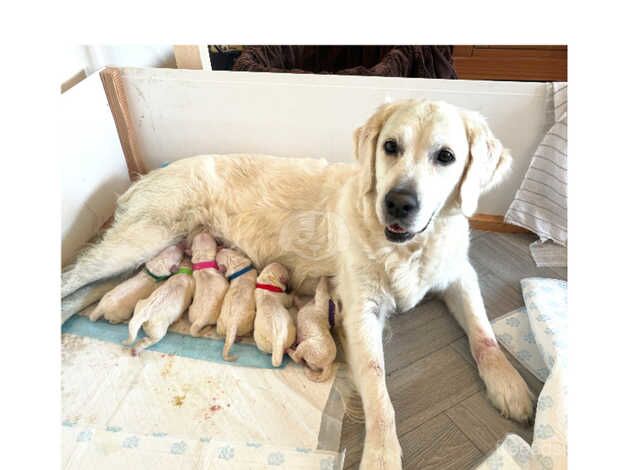 5 beautiful golden retriever pups for sale in Aberdare, Rhondda Cynon Taf