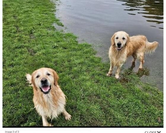 5 year old golden retriever males for sale in Carlisle, Cumbria