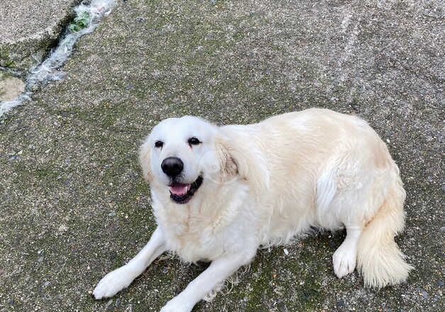 5 year old Golden Retrievers for sale in South Molton, Devon - Image 1