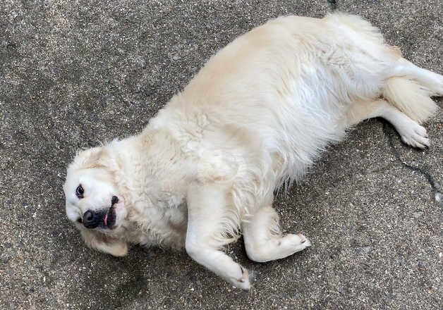 5 year old Golden Retrievers for sale in South Molton, Devon - Image 2